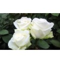 ΤΡΙΑΝΤΑΦΥΛΛΑ ΛΕΥΚΑ 60εκ. ROSEN  COUNTDOWN 60cm